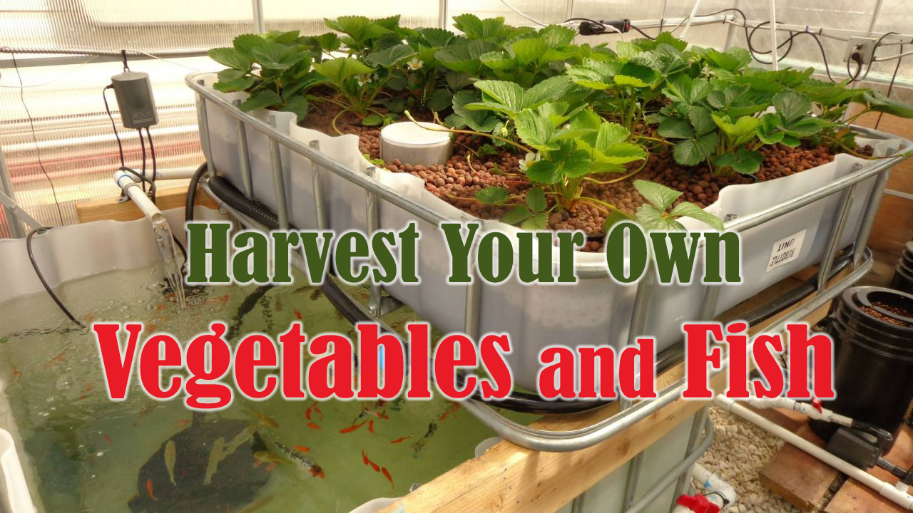 Aquaculture & Aquaponics Pros And Cons FREE List of Edible Fish For