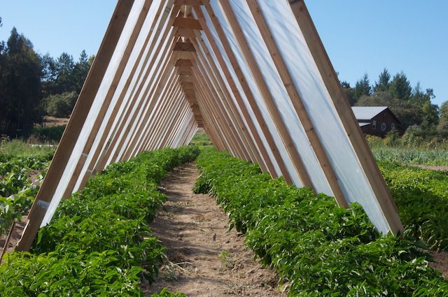 a-frame-greenhouse