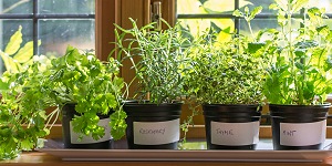Indoor-Gardening-Fresh