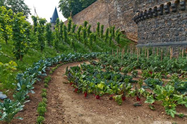 vegetables-between-the-walls-of-andernachs-medieval-castle- prepper garden