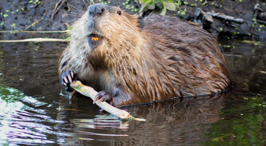 Over the past 75 years, beaver restocking efforts have helped restore populations to very healthy levels. (Submitted photo) ###