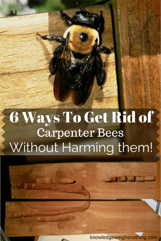 How To Get Rid Of Carpenter Bees (6 ‘Bee Friendly’ Methods)