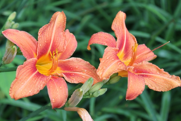 Edible Day Lily