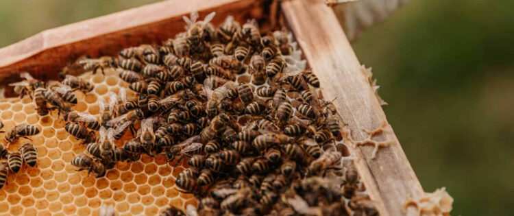 Beekeeping for Beginners: Dos and Don’ts