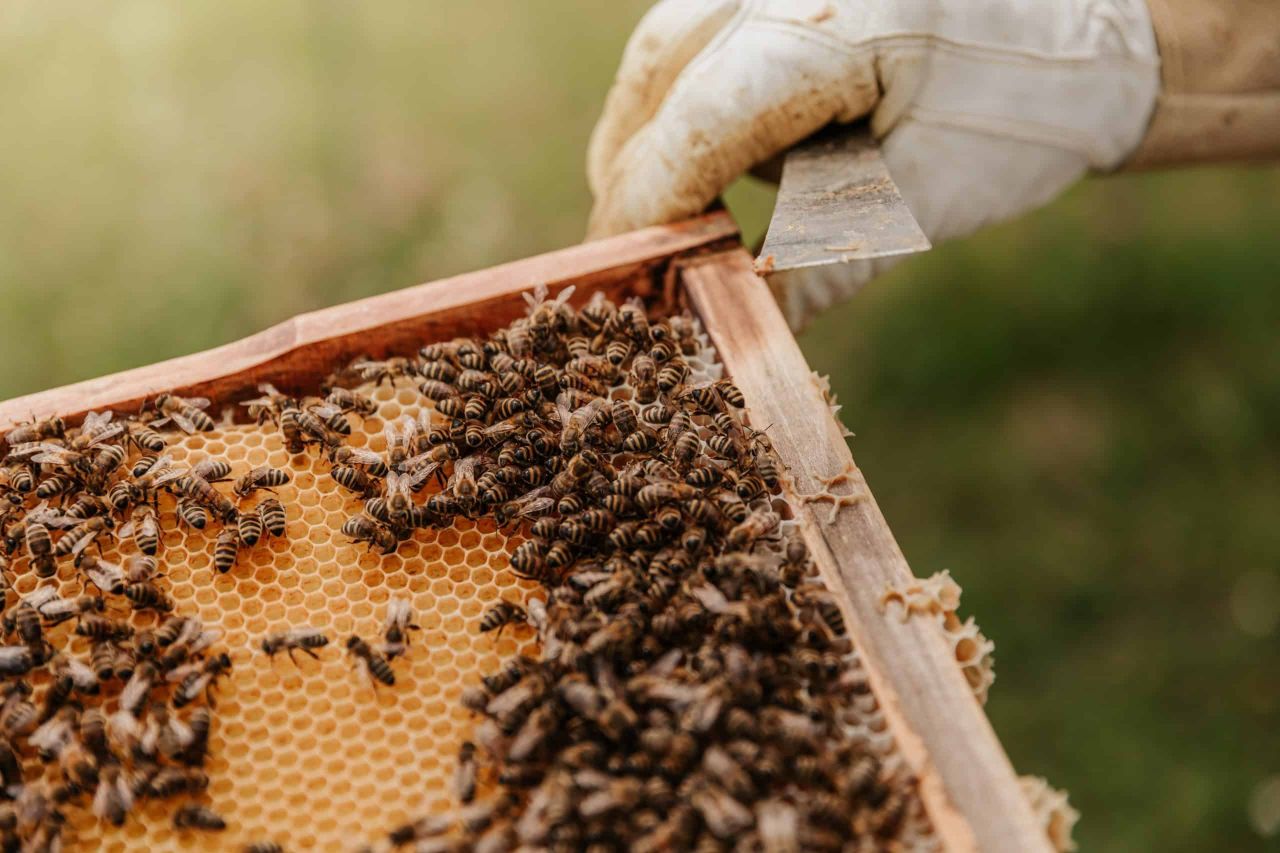 beekeeping - prepper universe
